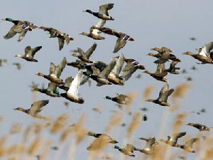 上海崇明東灘鳥類國家級自然保護區