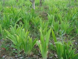 鳶尾草 鳶尾草