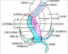皮質脊髓束