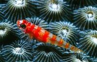 紅斑琉璃蝦虎魚