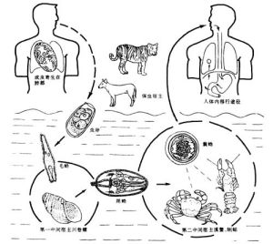肺吸蟲生活史