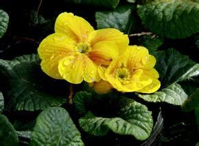 廣東箬竹 廣東箬竹