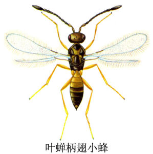 葉蟬柄翅小蜂 葉蟬柄翅小蜂