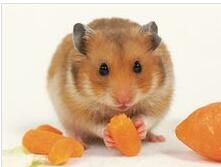 西方鼠亞科 西方鼠亞科