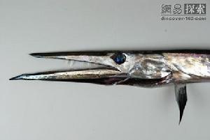 南極海鰻 南極海鰻