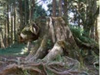 誰和我到森林裡過年 誰和我到森林裡過年