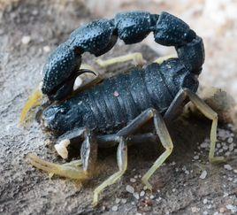 埃及柱尾蠍 埃及柱尾蠍