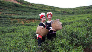 《摘茶》 《摘茶》