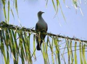 黑鼻皇鳩 黑鼻皇鳩