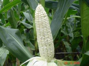 田白糯1號 田白糯1號