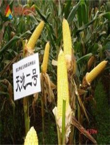 天池2號 天池2號