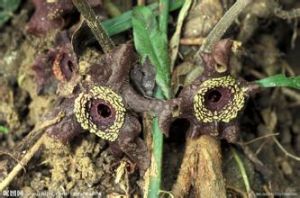 下花細辛 下花細辛