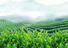 婺源綠茶