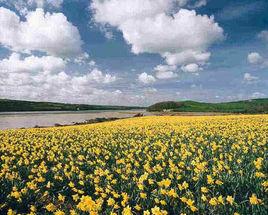 我孤獨地漫遊,像一朵雲 我孤獨地漫遊,像一朵雲