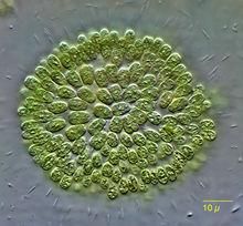 福建柄球藻 福建柄球藻