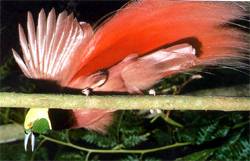 極樂鳥-炫耀羽毛的鳥