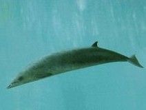 安氏中喙鯨 安氏中喙鯨