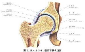 股骨頭韌帶 股骨頭韌帶
