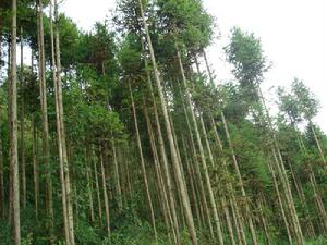 馬關縣仁和鎮龍那村