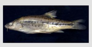 文山金線䰾 文山金線䰾