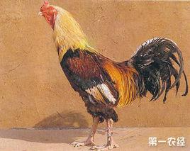 吐魯番雞 吐魯番雞