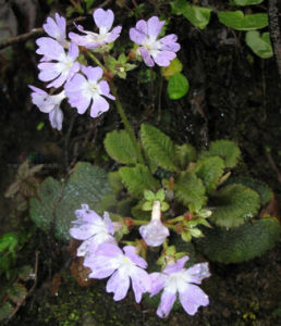 黃葵葉報春 黃葵葉報春