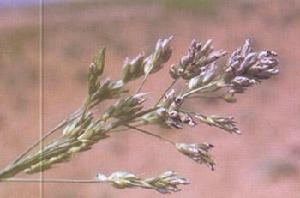 高粱長粒黑稿病 高粱長粒黑稿病