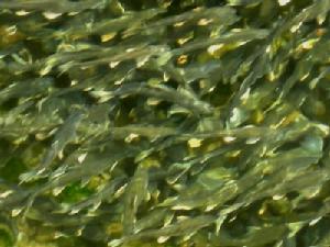 Gymnocypris przewalskii