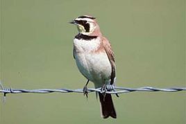 角百靈內華達山脈亞種 角百靈內華達山脈亞種