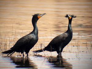 雙冠鸕鶿 雙冠鸕鶿