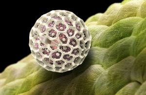 顯微鏡下的花粉微粒