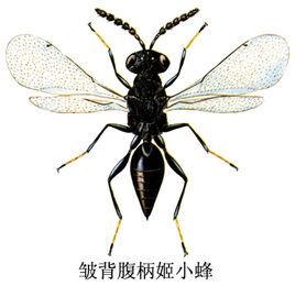 皺背腹柄姬小蜂 皺背腹柄姬小蜂