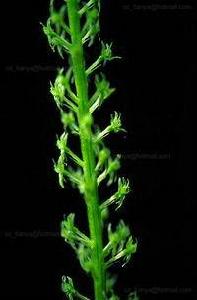 海南沼蘭 海南沼蘭