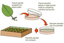 組織培養繁殖 組織培養繁殖