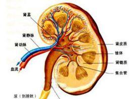 腎動脈阻塞 腎動脈阻塞