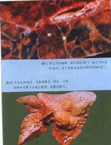 牛巴氏桿菌病 牛巴氏桿菌病