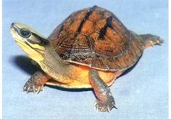 三線水棲箱龜