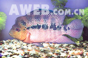 （圖）五光十色