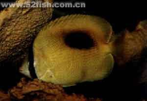 一點蝶魚 一點蝶魚