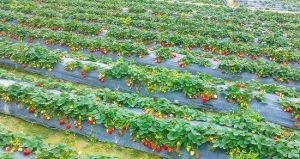 東坡草莓採摘園 東坡草莓採摘園