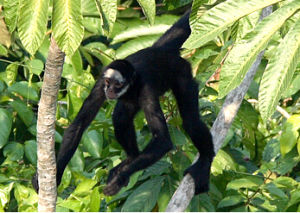 亞馬遜蜘蛛猴