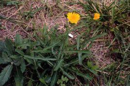 短裂苦苣菜 短裂苦苣菜