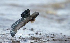 大彈塗魚 大彈塗魚