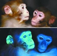 轉基因獼猴 轉基因獼猴