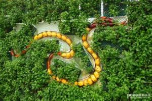 蔬菜公園 蔬菜公園