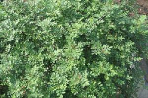 小葉白蠟保護區