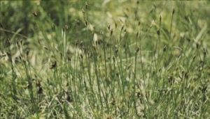 大基荸薺 大基荸薺