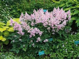 日本落新婦 日本落新婦