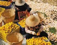 新會陳皮製作技藝：開皮