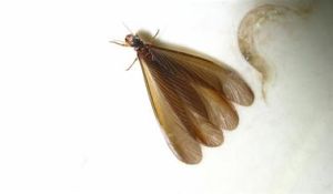 大家白蟻 大家白蟻